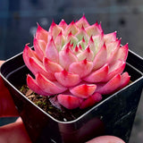 Echeveria blue diamond