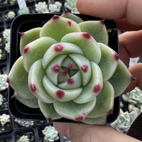 Echeveria blue dragon