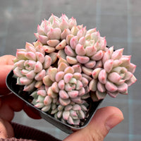 Echeveria cute bubble