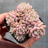 Echeveria cute bubble