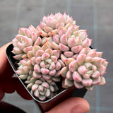 Echeveria cute bubble