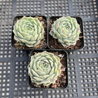 Echeveria hyalian