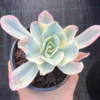 Echeveria Jippon Moon River