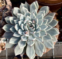 Echeveria joyful
