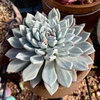 Echeveria joyful