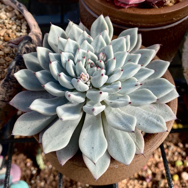 Echeveria joyful