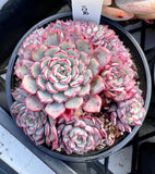 Echeveria luna rose