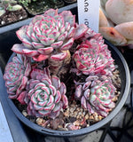 Echeveria luna rose