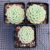 Echeveria minima C