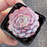 Echeveria minima 'Super Circle'