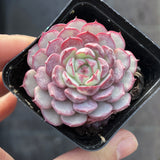 Echeveria minima 'Super Circle'