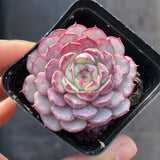 Echeveria minima 'Super Circle'
