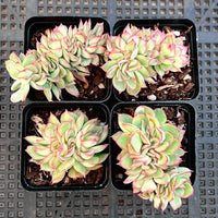 Echeveria Moon Goddess crest