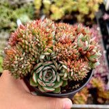 Echeveria Mozel crest