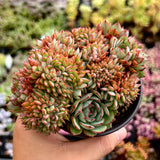 Echeveria Mozel crest