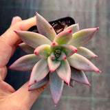 Echeveria Psyche S