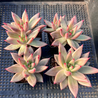 Echeveria Psyche S