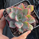 Echeveria Riga