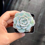 Echeveria amazing grace