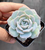 Echeveria amazing grace