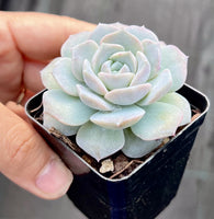 Echeveria amazing grace