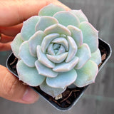 Echeveria amazing grace