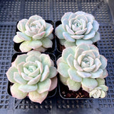 Echeveria amazing grace