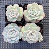 Echeveria amazing grace