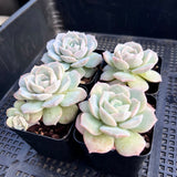 Echeveria amazing grace