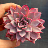 Echeveria Black Swan