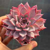 Echeveria Black Swan