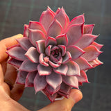 Echeveria Black Swan