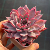 Echeveria Black Swan