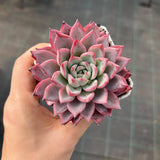 Echeveria Black Swan