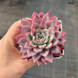 Echeveria Black Swan