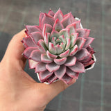 Echeveria Black Swan