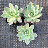 Echeveria Black Swan