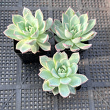 Echeveria Black Swan