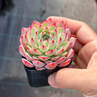 Echeveria blue diamond