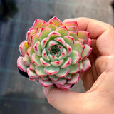 Echeveria blue diamond