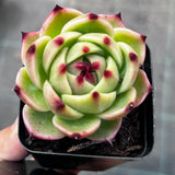 Echeveria blue dragon