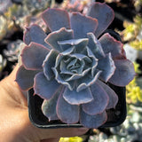 Echeveria blue heron