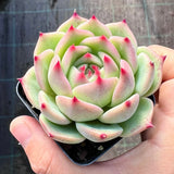 Echeveria Caesar