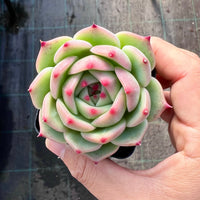 Echeveria Caesar