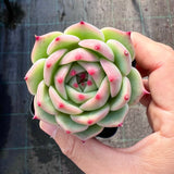 Echeveria Caesar