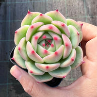 Echeveria Caesar