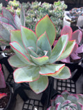 Echeveria cante