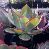 Echeveria cante