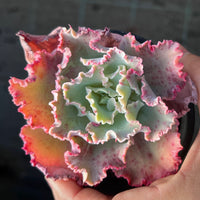 Echeveria Chantilly
