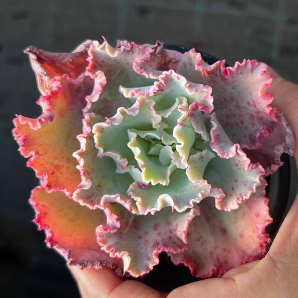 Echeveria Chantilly